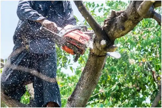 tree services Cloverdale